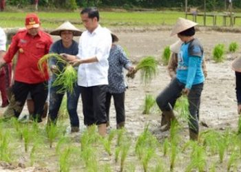 Serikat Petani Kritik Kebijakan Pemerintah yang Merugikan Petani Sepanjang 2024