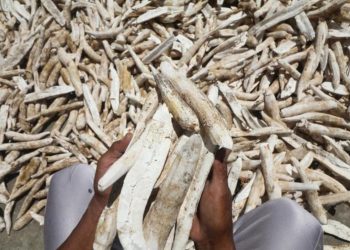 Membangkang! Banyak Perusahaan di Lampung Masih Beli Singkong di Bawah Harga yang Disepakati