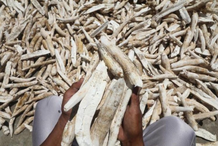 Membangkang! Banyak Perusahaan di Lampung Masih Beli Singkong di Bawah Harga yang Disepakati