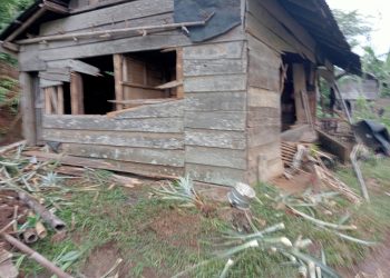 Kawanan Gajah Liar di Tanggamus Tewaskan Seorang Warga, Konflik Manusia-Satwa Kembali Mencuat