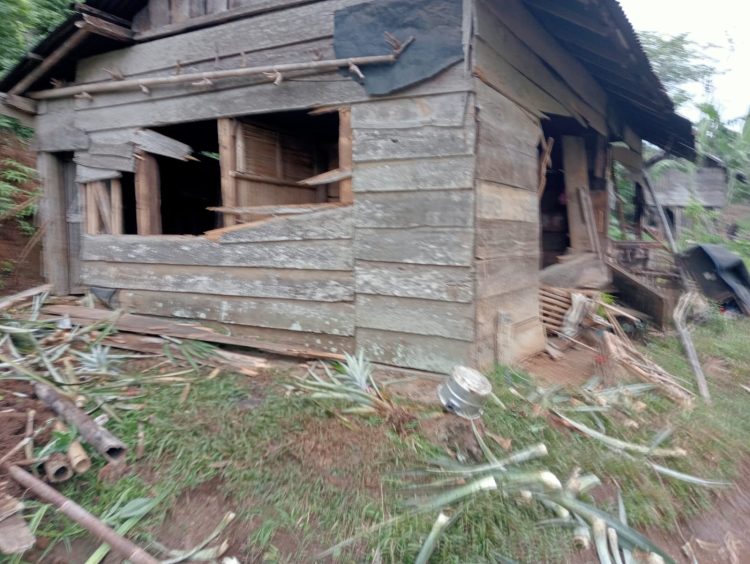 Kawanan Gajah Liar di Tanggamus Tewaskan Seorang Warga, Konflik Manusia-Satwa Kembali Mencuat