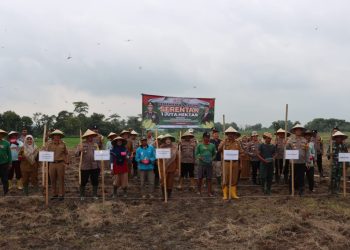 Polres Pringsewu dan Pemkab Bersinergi, Tanam Jagung di Lahan 142 Hektare