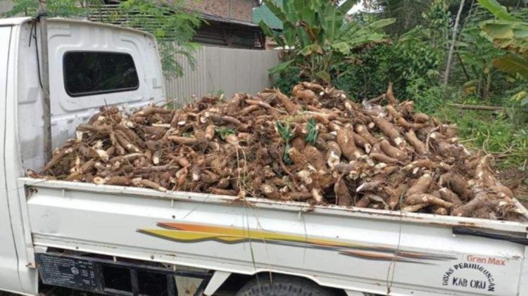 Dilema Petani Singkong di Lampung: Pabrik Tutup, Harga Anjlok, Singkong Terancam Busuk