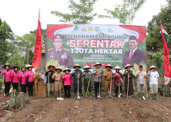 Polres Lampung Barat Laksanakan Penanaman Jagung Serentak 1 Juta Hektar untuk Dukung Swasembada Pangan Nasional