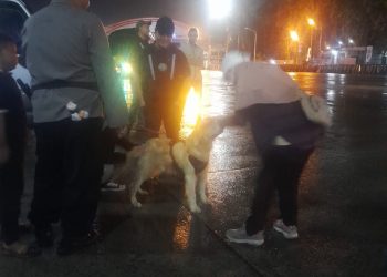 Polisi Tingkatkan Pemeriksaan Narkoba di Pelabuhan Bakauheni dengan Bantuan Satwa K-9