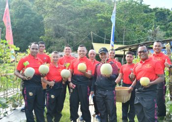 Danbrigif 4 Mar/BS Pimpin Panen Melon di Yonif 7 Mar: Wujudkan Kemandirian Pangan