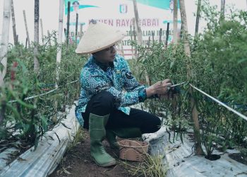 Panen Raya Cabai di Adiluwih, Bupati Pringsewu Dorong Peningkatan Produksi dan Kesejahteraan Petani