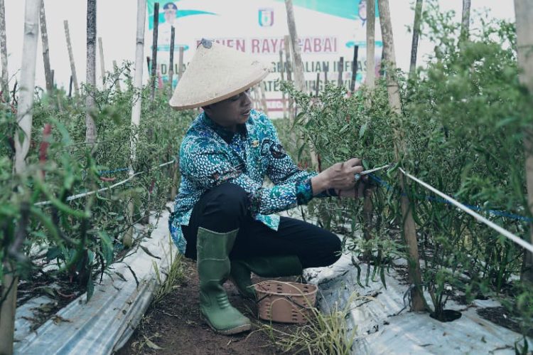 Panen Raya Cabai di Adiluwih, Bupati Pringsewu Dorong Peningkatan Produksi dan Kesejahteraan Petani