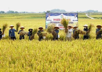 Bupati Pringsewu Panen Raya Padi, Dukung Swasembada Pangan Nasional