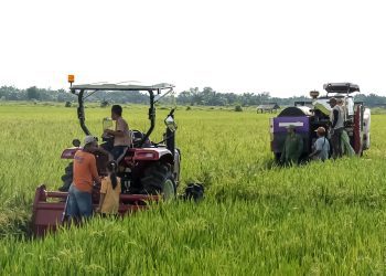 Bupati Ela Siti Nuryamah Pimpin Panen Raya di Jabung: Meningkatkan Produktivitas Pertanian Lampung Timur