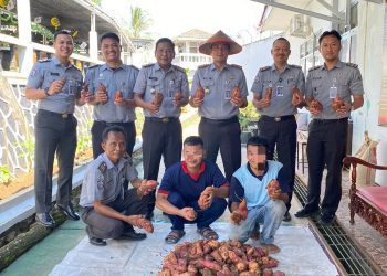 Lapas Kalianda Panen Ubi Bersama Warga Binaan, Dukung Ketahanan Pangan dan Pemberdayaan