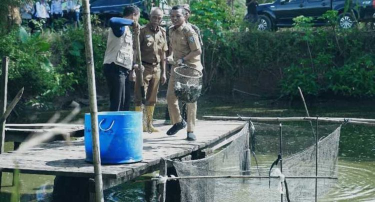 Dorong Ketahanan Pangan, Bupati Pringsewu Panen Ikan Nila dan Ajak Petani Berinovasi