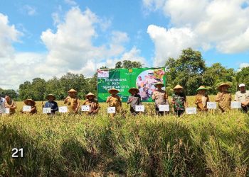 Bupati & Wabup Pringsewu Panen Raya Padi Serentak, Dukung Swasembada Pangan Nasional