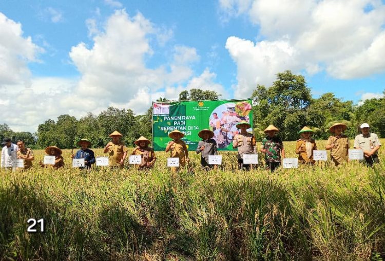 Bupati & Wabup Pringsewu Panen Raya Padi Serentak, Dukung Swasembada Pangan Nasional