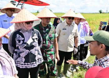 Lampung Selatan Ikut Sukseskan Panen Raya Padi Serentak, Dukung Swasembada Pangan Nasional