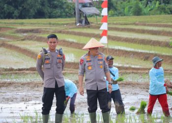 Kapolda Lampung Irjen Helmy Santika Tanam Padi Bareng Petani, Tunjukkan Dukungan Penuh terhadap Ketahanan Pangan Nasional