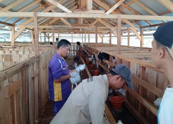 Disbunnak Tanggamus Gelar Vaksinasi Massal untuk 200 Ekor Kambing, Dorong Peternakan Mandiri