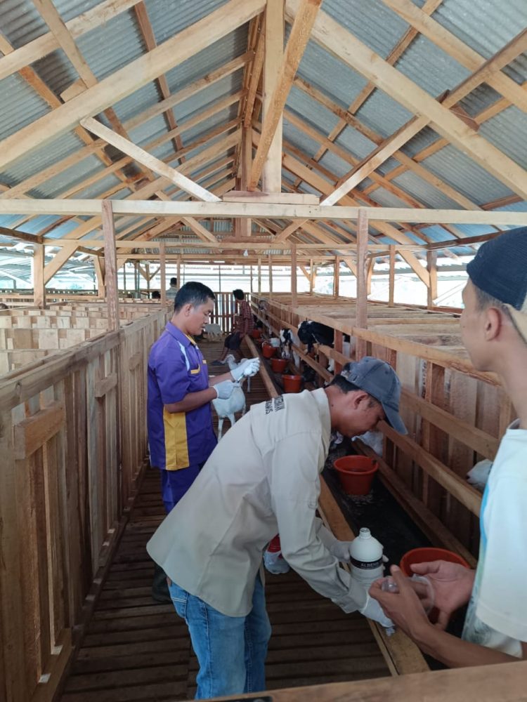 Disbunnak Tanggamus Gelar Vaksinasi Massal untuk 200 Ekor Kambing, Dorong Peternakan Mandiri