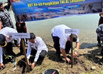Wabup Tanggamus Tanam Mangrove di Pematang Sawa: Langkah Nyata Jaga Pesisir, Lawan Abrasi