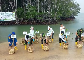 Cegah Abrasi, Gubernur Lampung Tanam 3.000 Bibit Mangrove di Pesawaran Bersama Pelaku Usaha