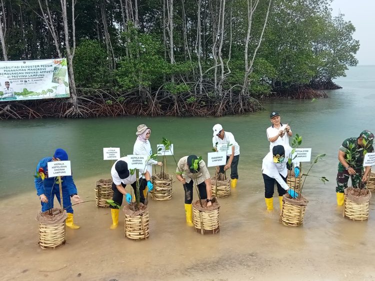 Cegah Abrasi, Gubernur Lampung Tanam 3.000 Bibit Mangrove di Pesawaran Bersama Pelaku Usaha