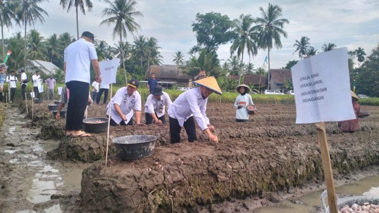 Tanggamus Luncurkan Program Gertak Mata Babe: Solusi Pangan Mandiri dan Pengendalian Inflasi