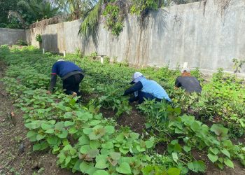 Warga Binaan Lapas Kalianda Tanam Mantang dan Kangkung, Dukung Ketahanan Pangan Nasional