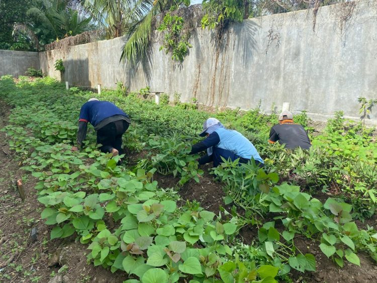 Warga Binaan Lapas Kalianda Tanam Mantang dan Kangkung, Dukung Ketahanan Pangan Nasional