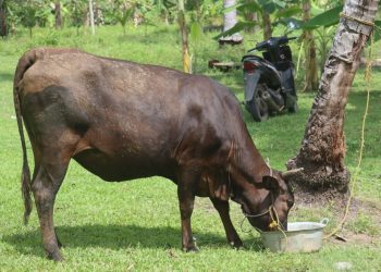 Aksi Kejar-kejaran Polisi dan Pencuri Sapi di Lampung Berakhir dengan Penyelamatan Ternak Hamil