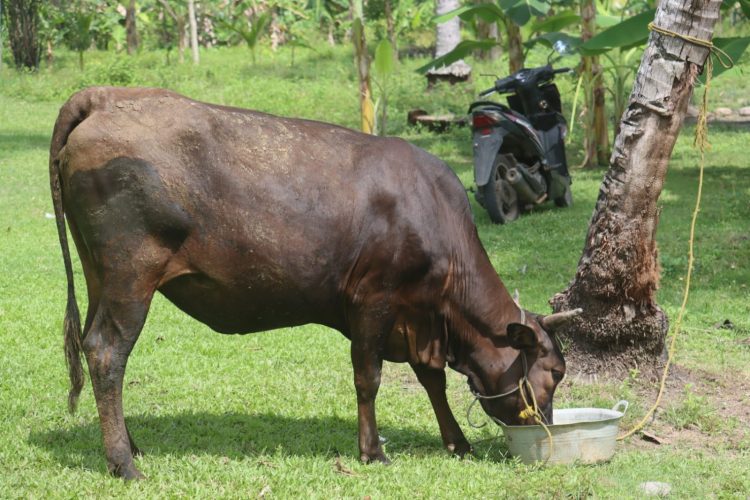 Aksi Kejar-kejaran Polisi dan Pencuri Sapi di Lampung Berakhir dengan Penyelamatan Ternak Hamil