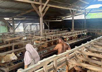 Jelang Idul Adha, Petugas Keswan Pringsewu Gencarkan Pemeriksaan Hewan Kurban