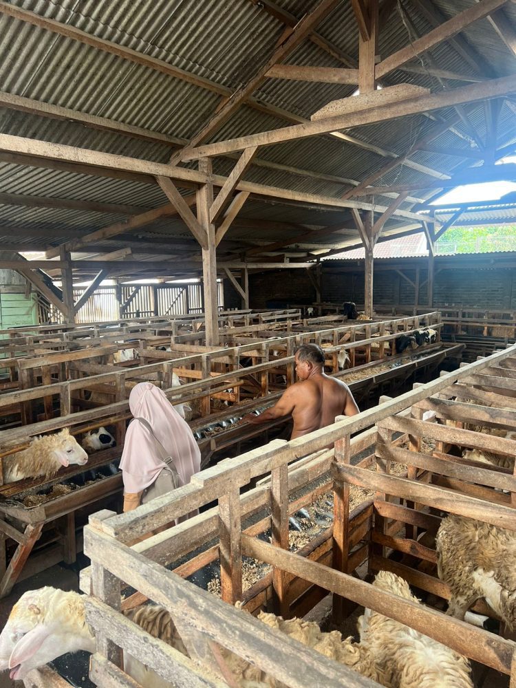 Jelang Idul Adha, Petugas Keswan Pringsewu Gencarkan Pemeriksaan Hewan Kurban