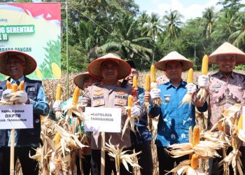 Panen Raya Jagung dan Groundbreaking Gudang: Tanggamus Perkuat Ketahanan Pangan Nasional