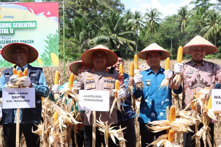 Panen Raya Jagung dan Groundbreaking Gudang: Tanggamus Perkuat Ketahanan Pangan Nasional