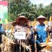 Panen Raya Jagung dan Groundbreaking Gudang: Tanggamus Perkuat Ketahanan Pangan Nasional