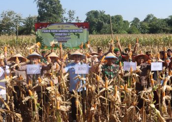 Panen Raya Jagung di Lampung Selatan: Bukti Kolaborasi Polri dan Petani Dukung Ketahanan Pangan