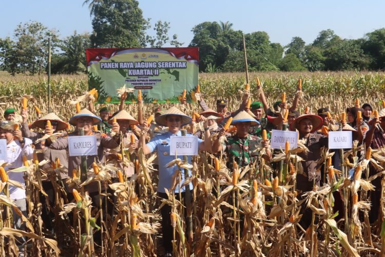 Panen Raya Jagung di Lampung Selatan: Bukti Kolaborasi Polri dan Petani Dukung Ketahanan Pangan