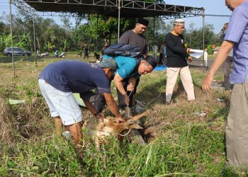 Semangat Berkurban, Polres Pesawaran Sembelih 9 Hewan Kurban untuk Masyarakat