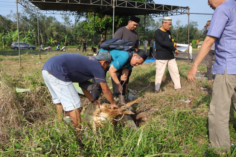 Semangat Berkurban, Polres Pesawaran Sembelih 9 Hewan Kurban untuk Masyarakat