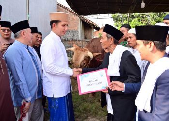 Sapi Kurban dari Presiden Jadi Simbol Kasih di Tanah Luhur