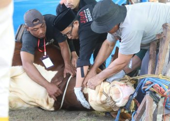 Parosil Serahkan Sapi Kurban Presiden Prabowo, Dorong Peternak Lokal Lampung Barat Terus Berkembang