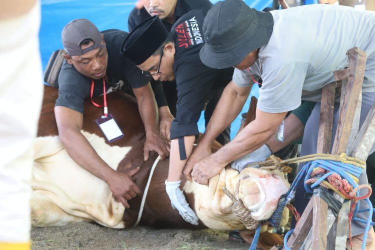 Parosil Serahkan Sapi Kurban Presiden Prabowo, Dorong Peternak Lokal Lampung Barat Terus Berkembang