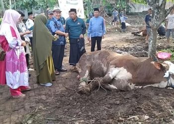 Pemkab Tanggamus Bagikan 1.400 Paket Daging Kurban, Bupati: Kurban Bukan Sekadar Ibadah, Ini Simbol Cinta untuk Sesama