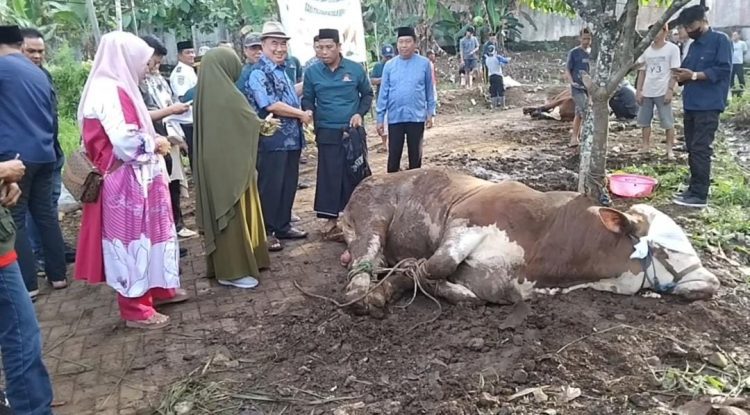 Pemkab Tanggamus Bagikan 1.400 Paket Daging Kurban, Bupati: Kurban Bukan Sekadar Ibadah, Ini Simbol Cinta untuk Sesama