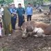 Pemkab Tanggamus Bagikan 1.400 Paket Daging Kurban, Bupati: Kurban Bukan Sekadar Ibadah, Ini Simbol Cinta untuk Sesama