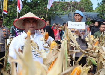 Tanggamus Panen Jagung, Jaksa Ikut Menanam — Desa Panen Harapan