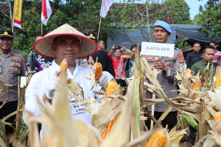 Tanggamus Panen Jagung, Jaksa Ikut Menanam — Desa Panen Harapan