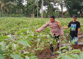 Bhabinkamtibmas Polres Pesawaran Aktif Pantau Ketahanan Pangan Warga, Dorong Kemandirian Lewat Pekarangan dan Peternakan