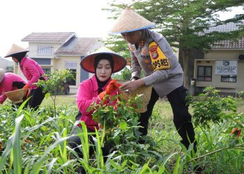 Kapolres Pesawaran Panen Cabai: Polri Dukung Ketahanan Pangan dari Mapolres
