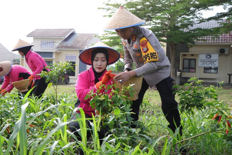 Kapolres Pesawaran Panen Cabai: Polri Dukung Ketahanan Pangan dari Mapolres